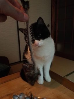 16426107_1549324118429633_6792947543562727021_n