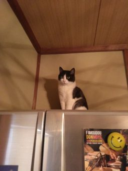 46908480_2432605683434801_1089041760228737024_n