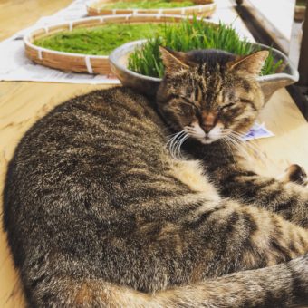 67192582_2456080044453392_437461012011024384_n